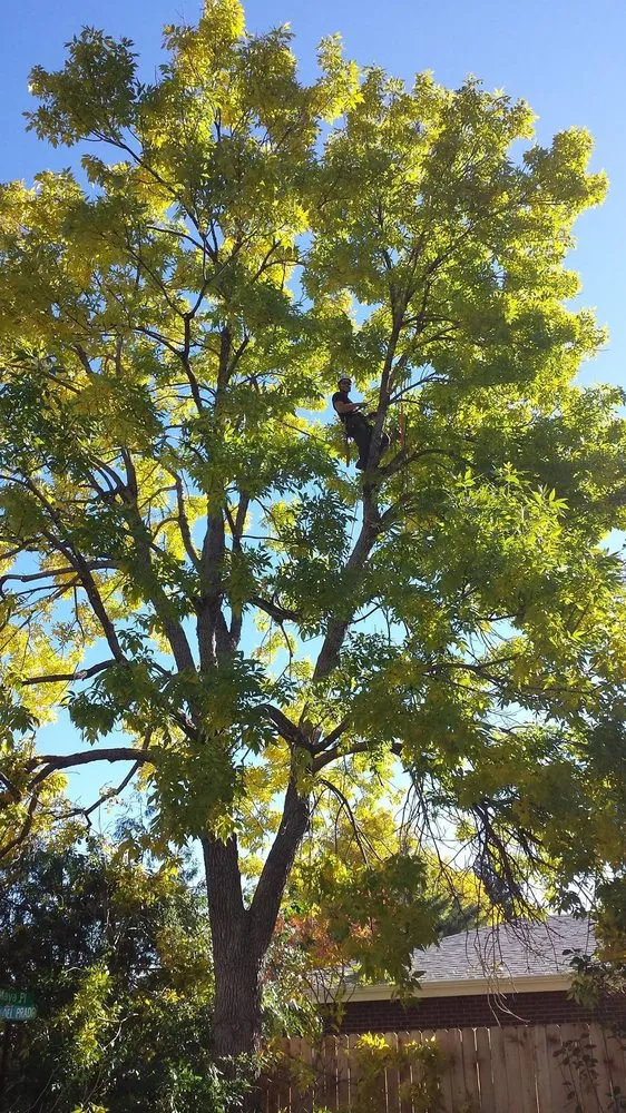 Expert yard cleanup service experts serving Boulder, CO - Muscle Tree & Landscaping