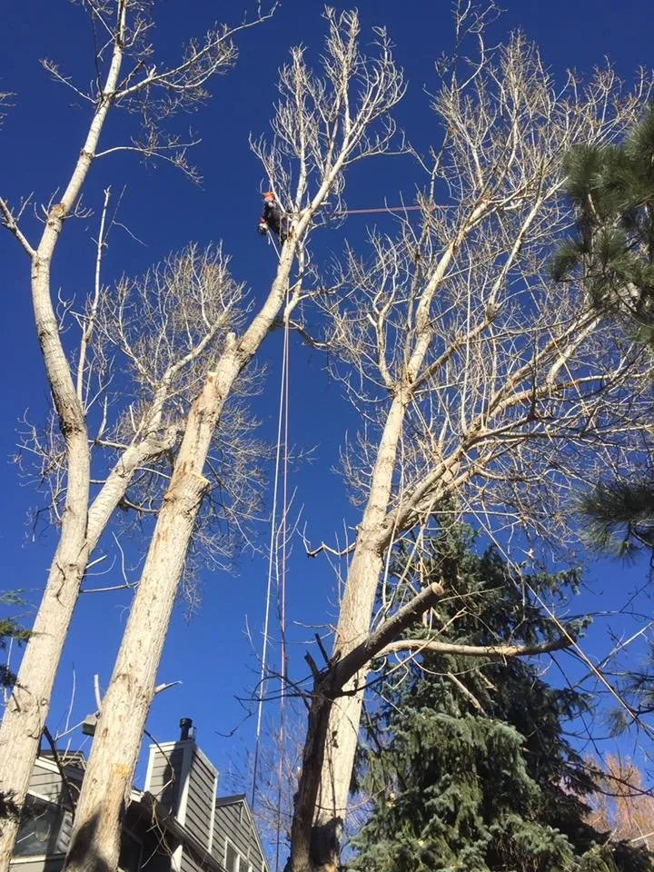 Top-rated landscaping services for beautiful yards across Boulder, CO - Muscle Tree & Landscaping