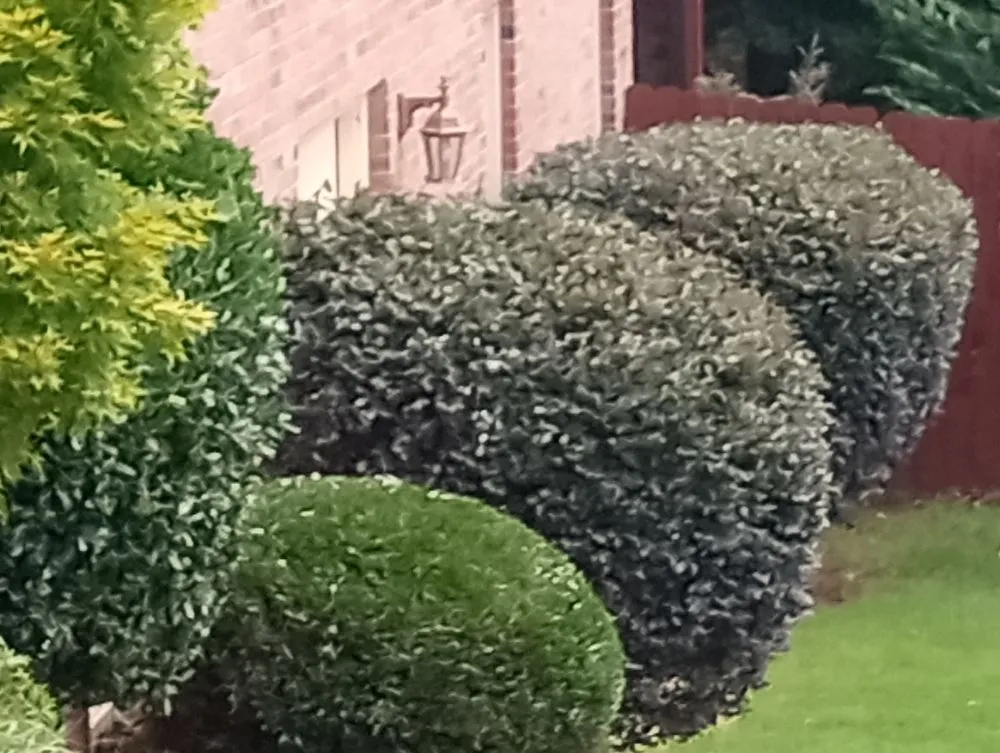 Top-rated landscaping services in Villa Rica, GA - Muse Landscaping