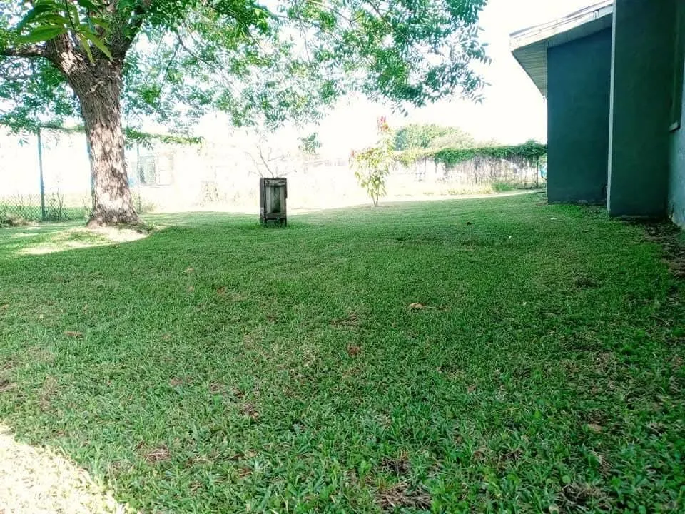 Professional yard cleanup service in Braden River, FL by Mushroom Man Lawn Care
