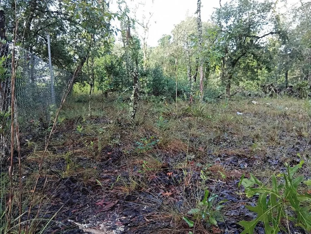 Trusted lawn care service in Braden River, FL - Mushroom Man Lawn Care