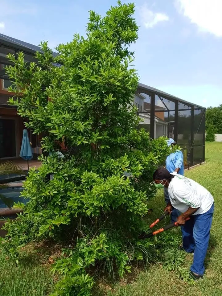 Local residential landscaping in Braden River, FL by Mushroom Man Lawn Care