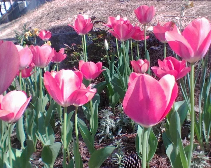 Reliable outdoor landscaping experts serving Nashville, TN - Music City Hardscapes