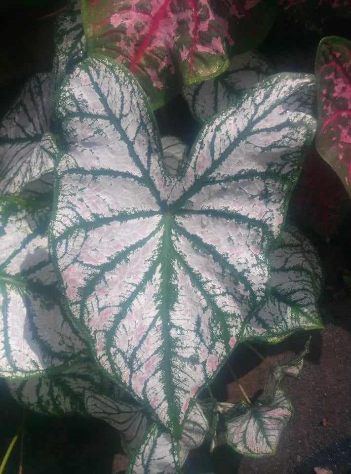 Reliable landscaping services in Nashville, TN by Music City Hardscapes