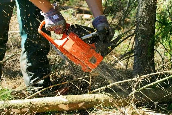 Professional yard cleanup service experts serving Nashville, TN - Music City Tree Service