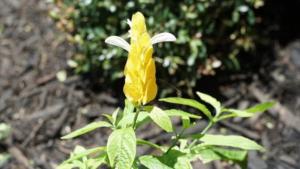 Top-rated lawn care service for homes across Indiantown, FL - Mustard Seed Landscaping