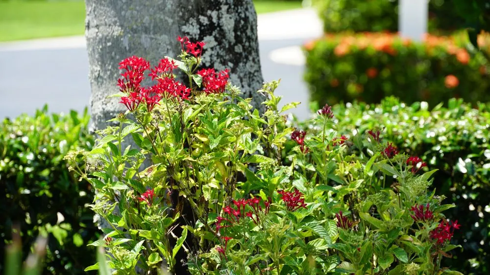 Top-rated yard cleanup service experts serving Indiantown, FL - Mustard Seed Landscaping