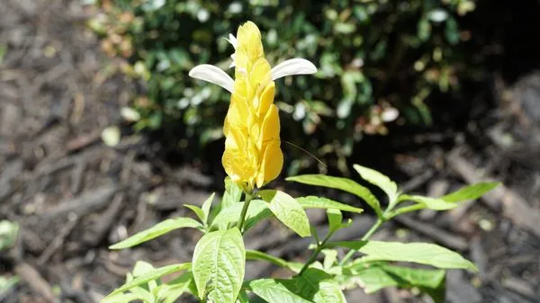 Mustard Seed Landscaping