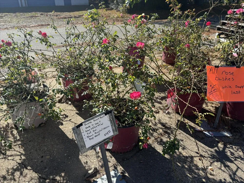 Expert lawn mowing service near you in Salem, AR by Mustard Seed Nursery & Landscaping