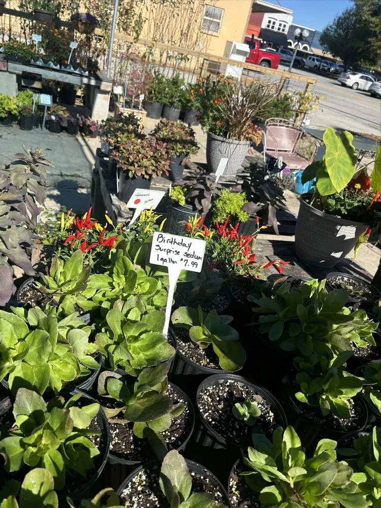 Reliable outdoor landscaping experts serving Salem, AR - Mustard Seed Nursery & Landscaping