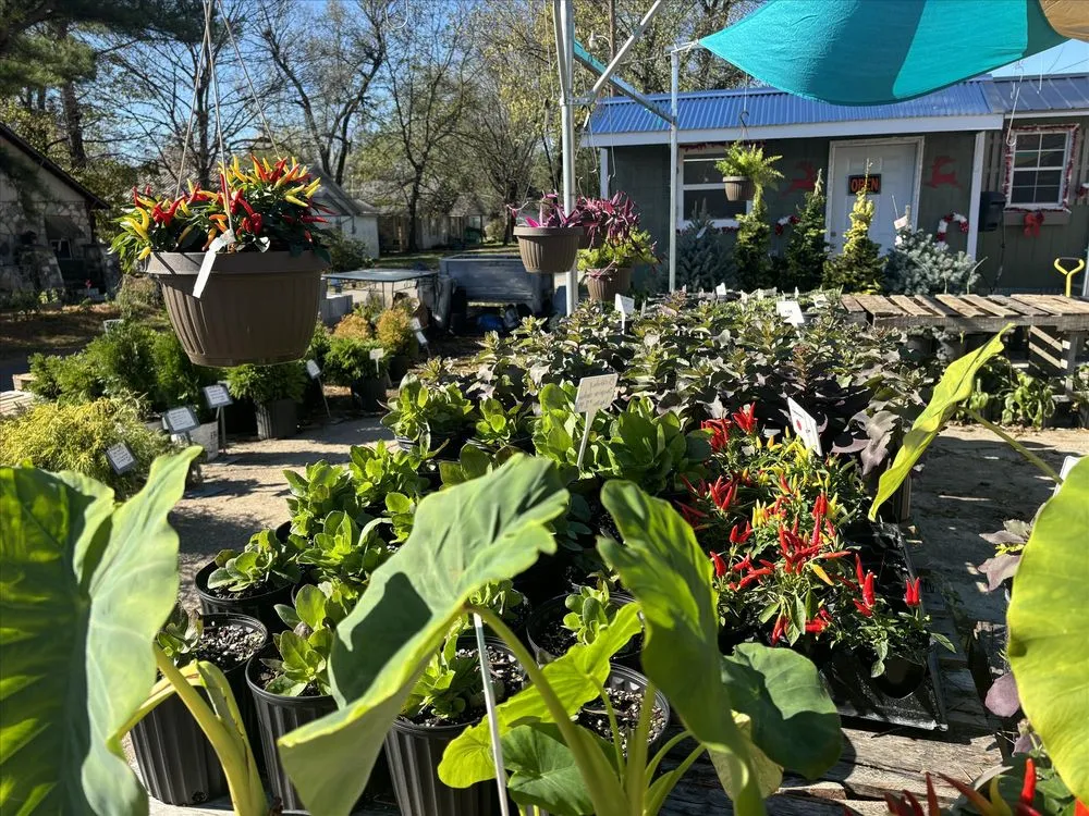 Custom landscaping services for beautiful yards across Salem, AR - Mustard Seed Nursery & Landscaping