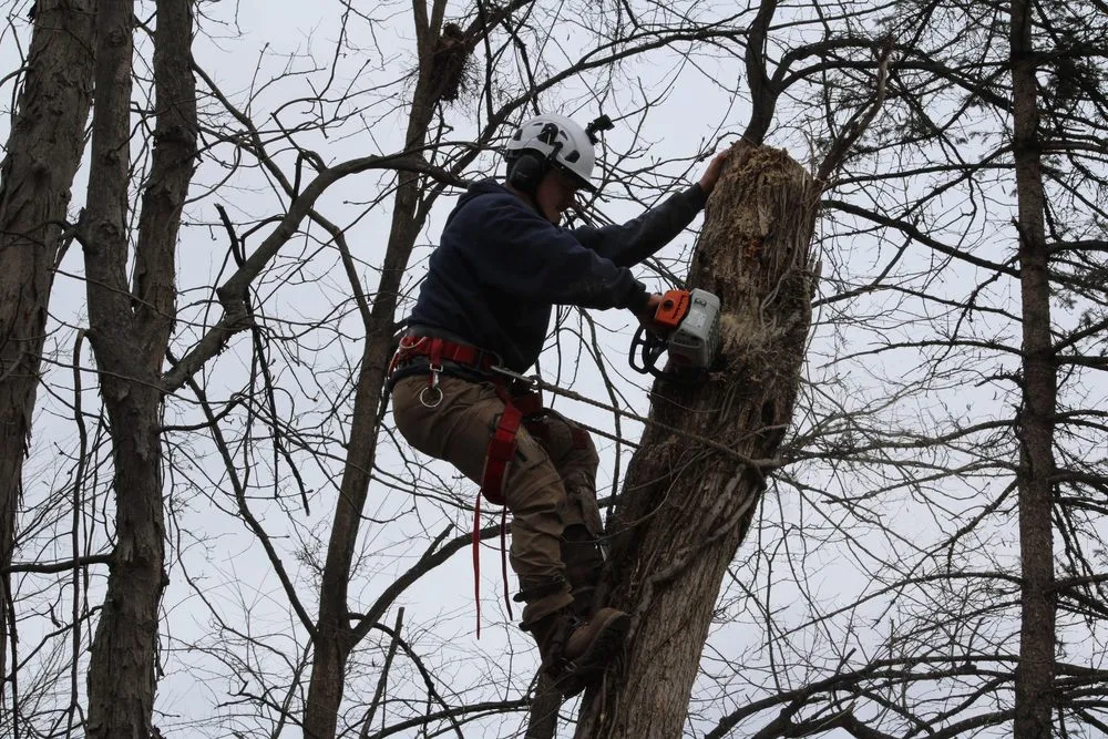 Affordable lawn care service experts serving Diamond Bar, CA - Muthler Landscaping