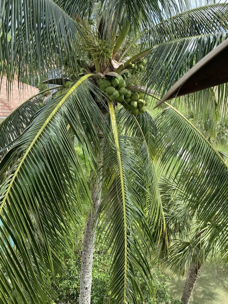 Reliable landscaping services in West Palm Beach, FL - MV Lopez Landscape