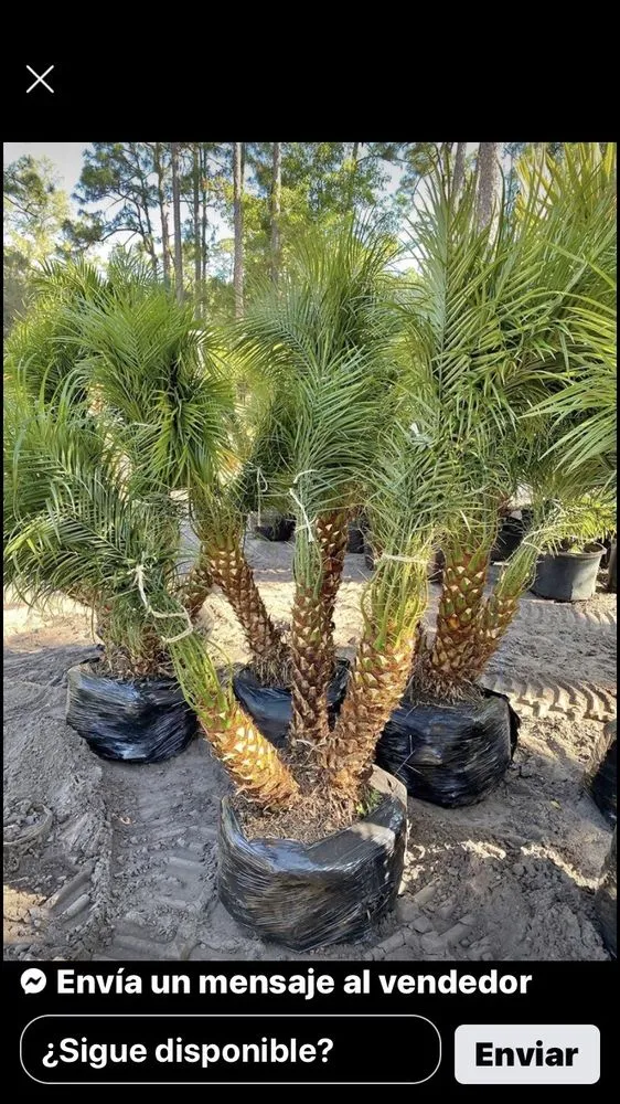 Professional garden landscaping experts serving West Palm Beach, FL - MV Lopez Landscape