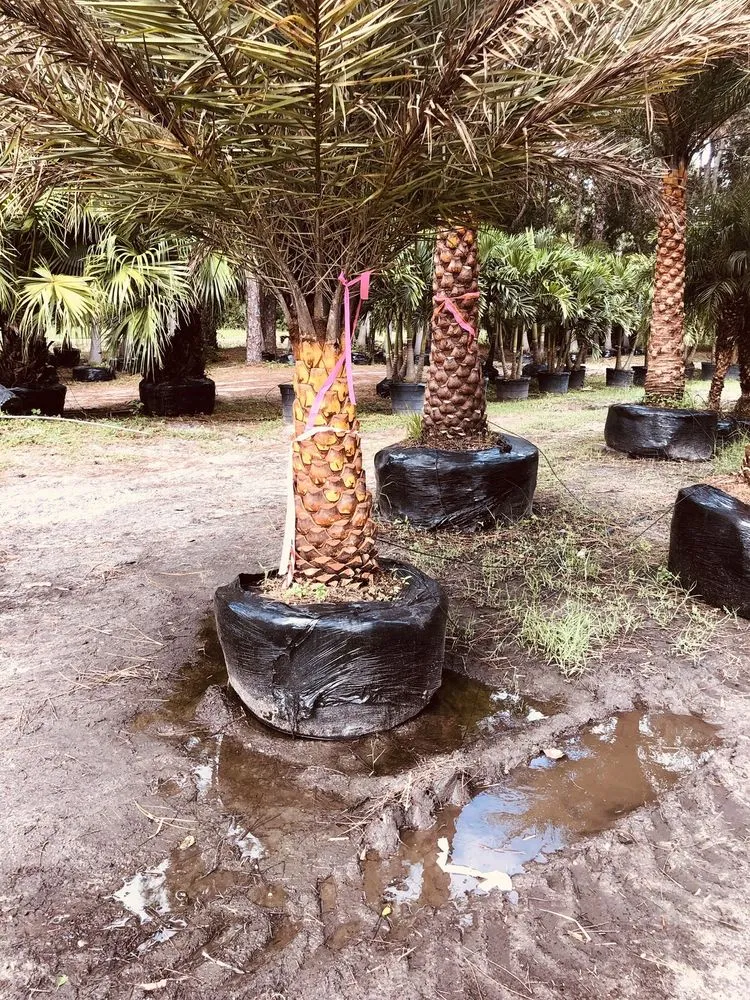 Professional landscape design for residential properties in West Palm Beach, FL by MV Lopez Landscape