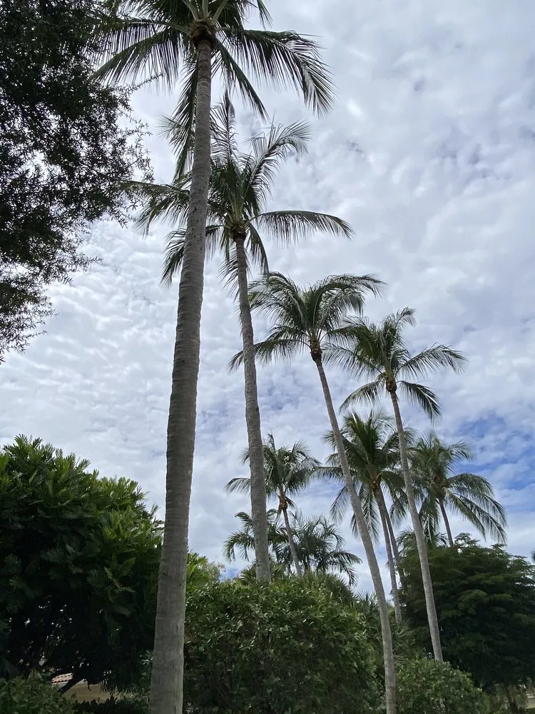 Top-rated landscape design in West Palm Beach, FL - MV Lopez Landscape