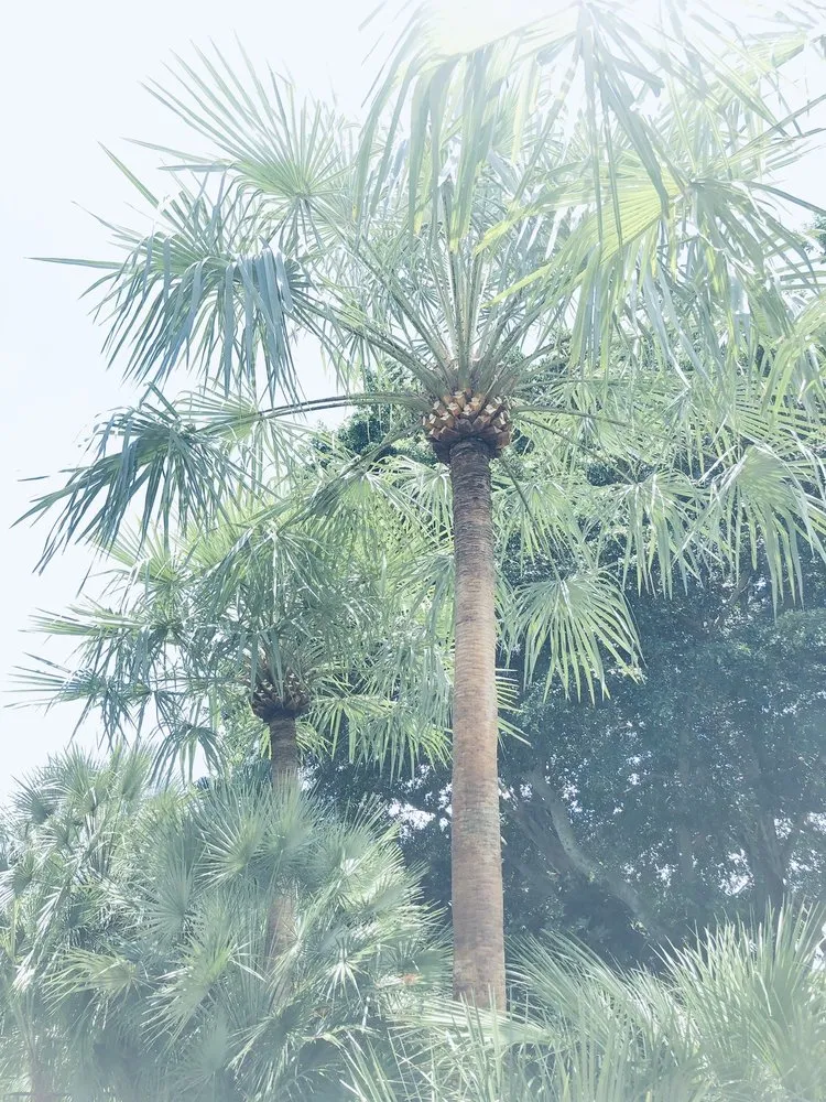 Trusted garden landscaping in West Palm Beach, FL by MV Lopez Landscape