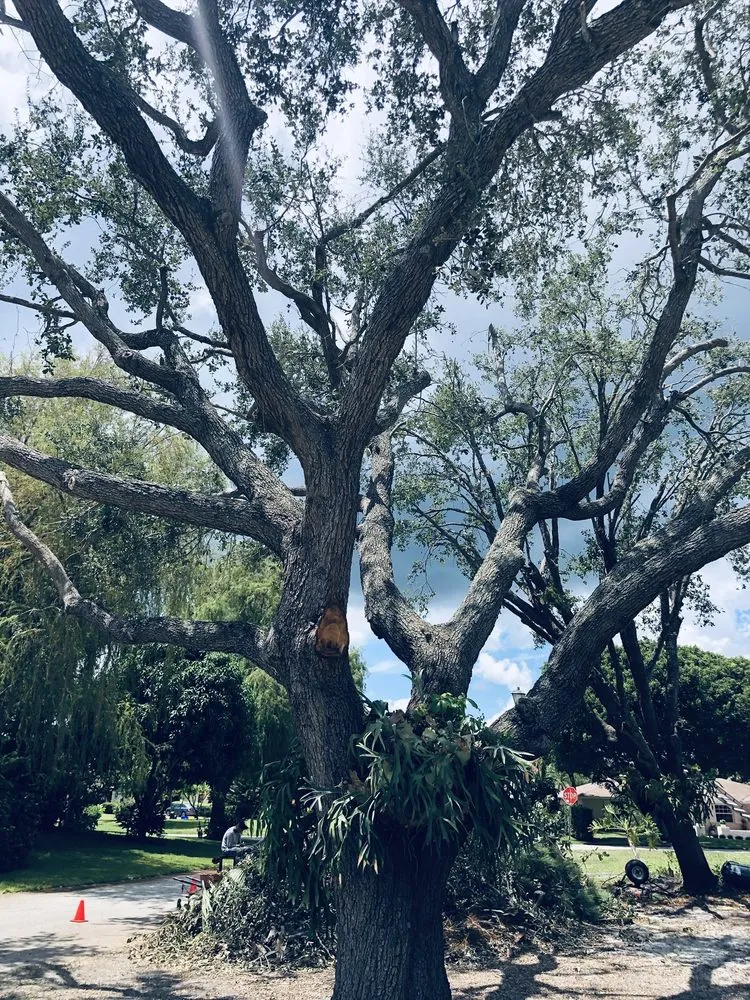 Expert landscaping services in West Palm Beach, FL - MV Lopez Landscape