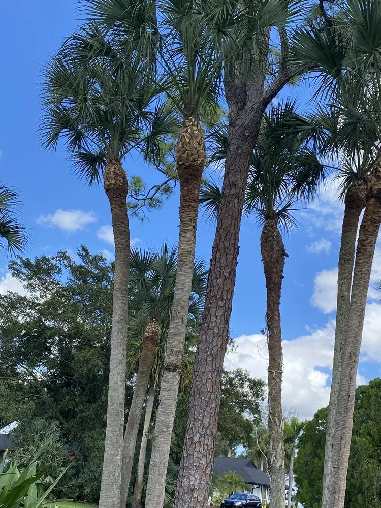 Reliable lawn care service near you across West Palm Beach, FL - MV Lopez Landscape