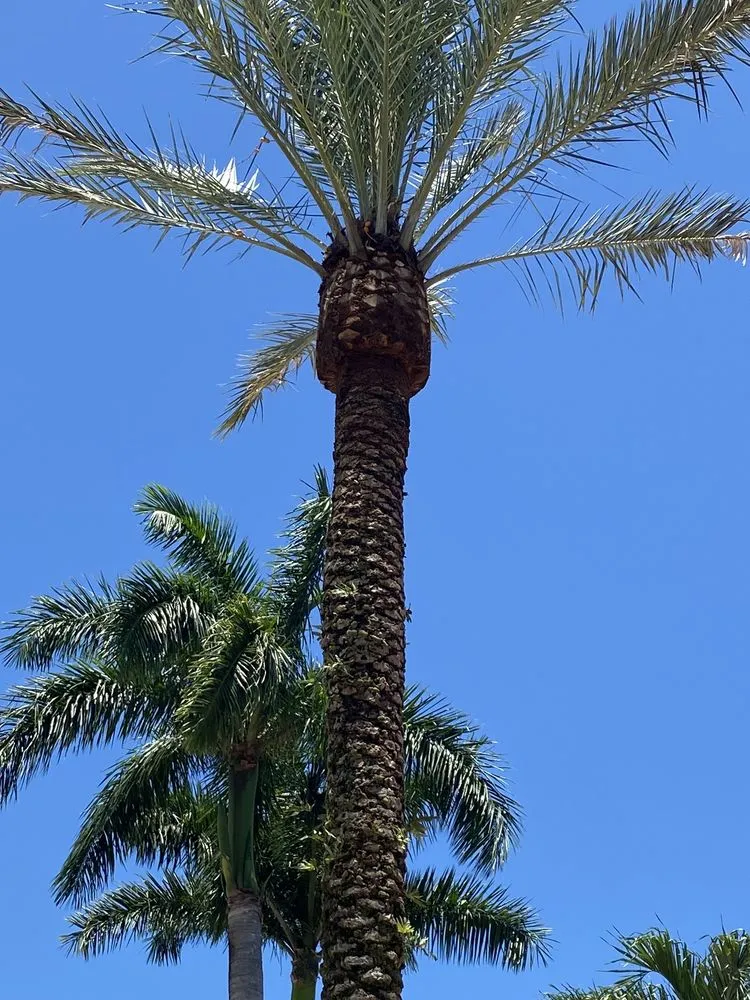 Custom landscaping services in West Palm Beach, FL by MV Lopez Landscape