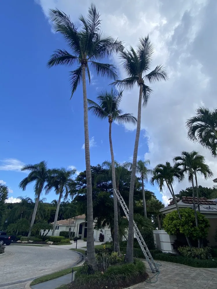 Local yard cleanup service for outdoor upgrades in West Palm Beach, FL by MV Lopez Landscape