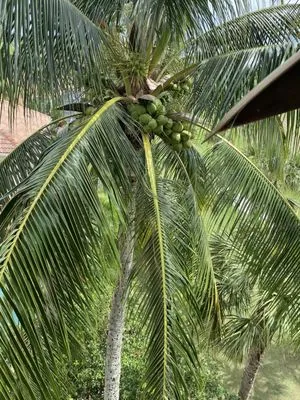 MV Lopez Landscape Logo