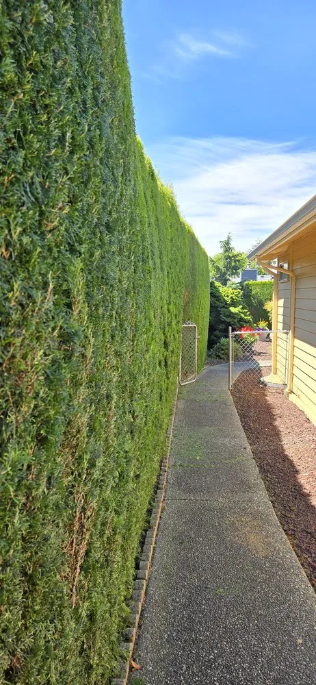 Local landscape design in Mount Vernon, WA by Mv Top Landscaper