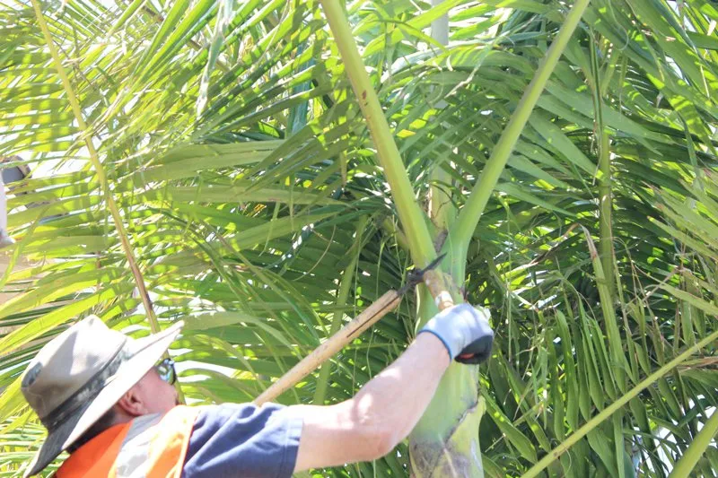 Reliable lawn mowing service near you in Eastvale, CA by MVL Landscape