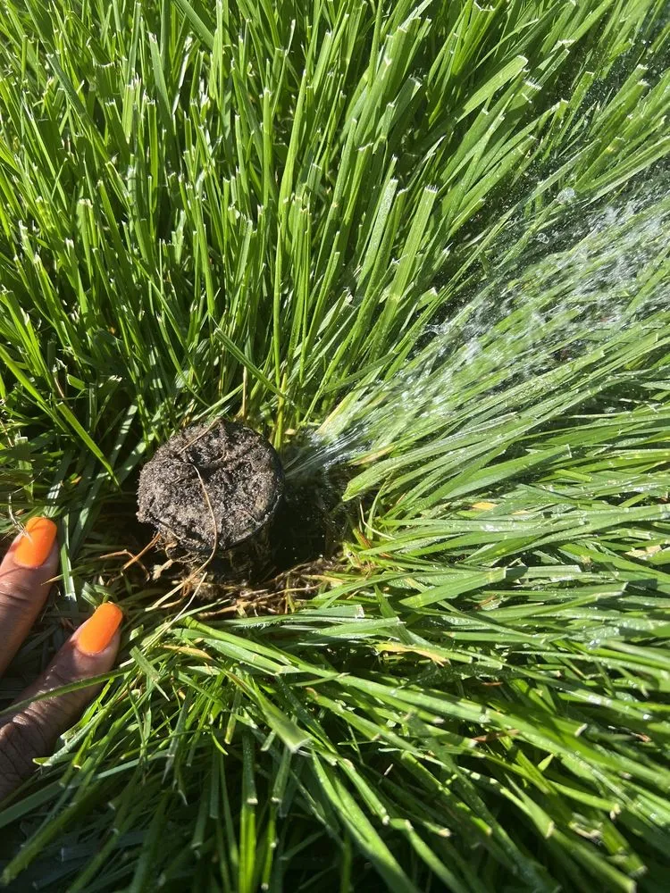 Top-rated yard cleanup service for outdoor upgrades in Centreville, MD by MVP Irrigation