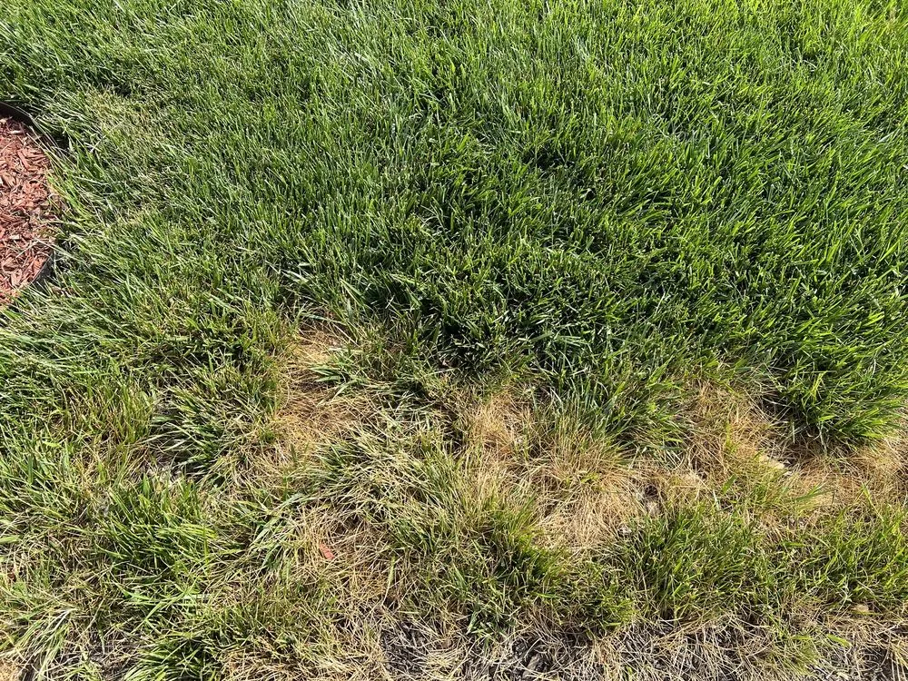 Top-rated residential landscaping in Centreville, MD - MVP Irrigation