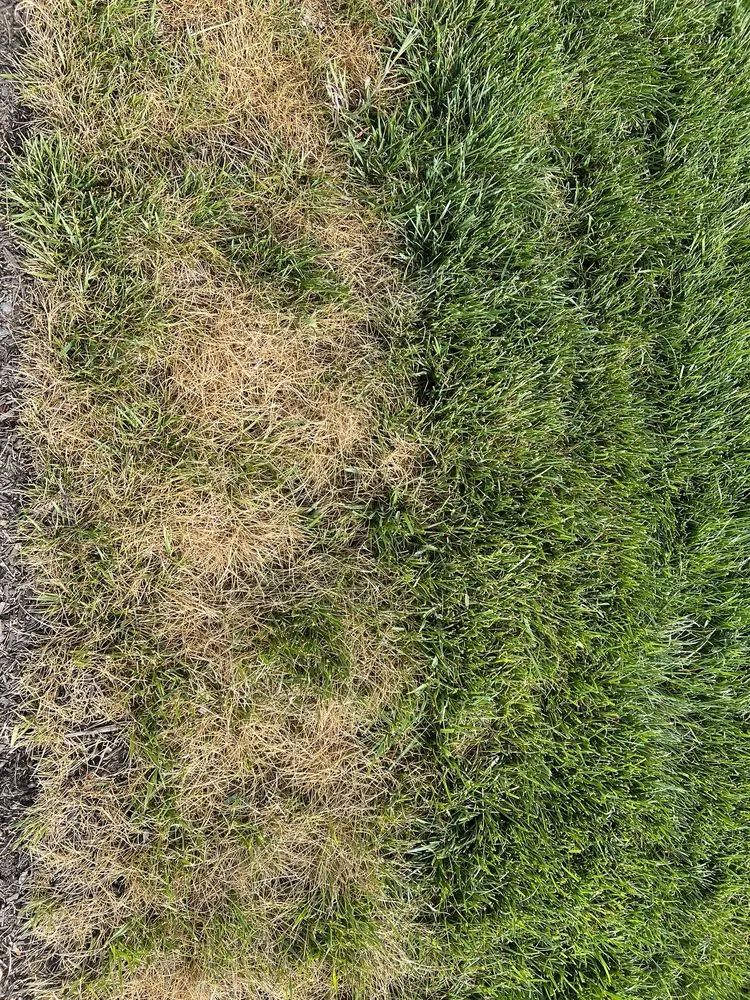 Top-rated lawn care service in Centreville, MD by MVP Irrigation