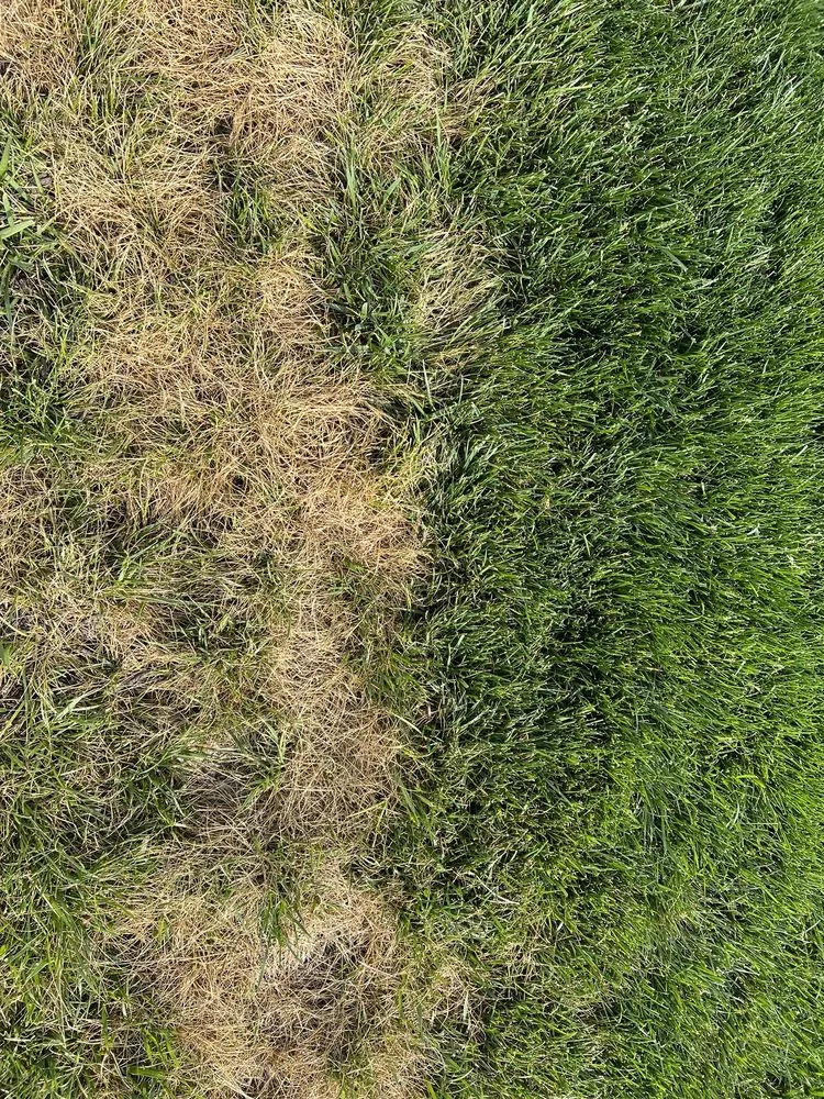 Trusted outdoor landscaping in Centreville, MD by MVP Irrigation