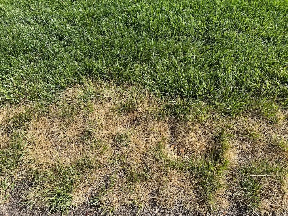 Top-rated landscaping services in Centreville, MD - MVP Irrigation