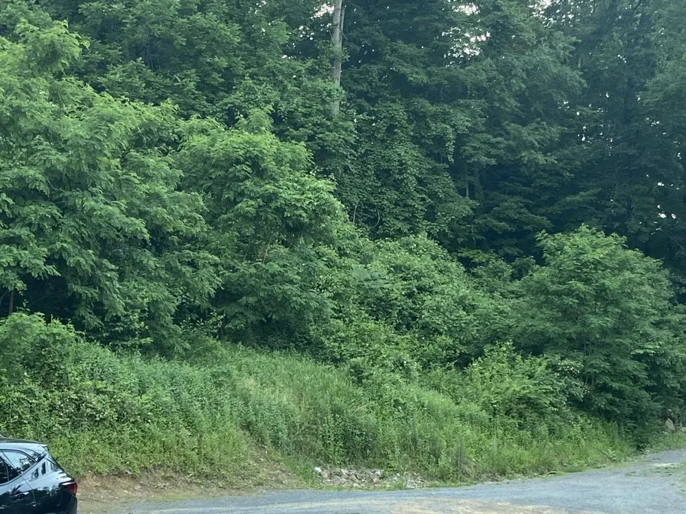 Affordable lawn care service in Morgantown, WV - MVP Maintenance