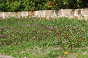 Professional landscape installation near you across Houston, TX - MW landscaping