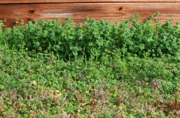 Local landscape installation for outdoor upgrades across Houston, TX - MW landscaping