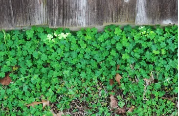 Trusted landscaping services in Houston, TX - MW landscaping