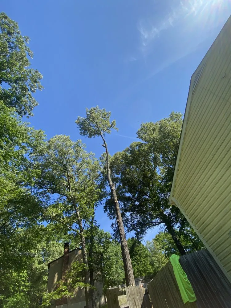 Trusted yard cleanup service experts serving Springfield, VA - M&W Landscaping