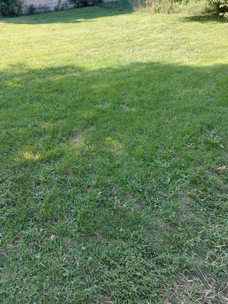 Trusted yard cleanup service in Indianapolis, IN - M&W'S Lawncare Business