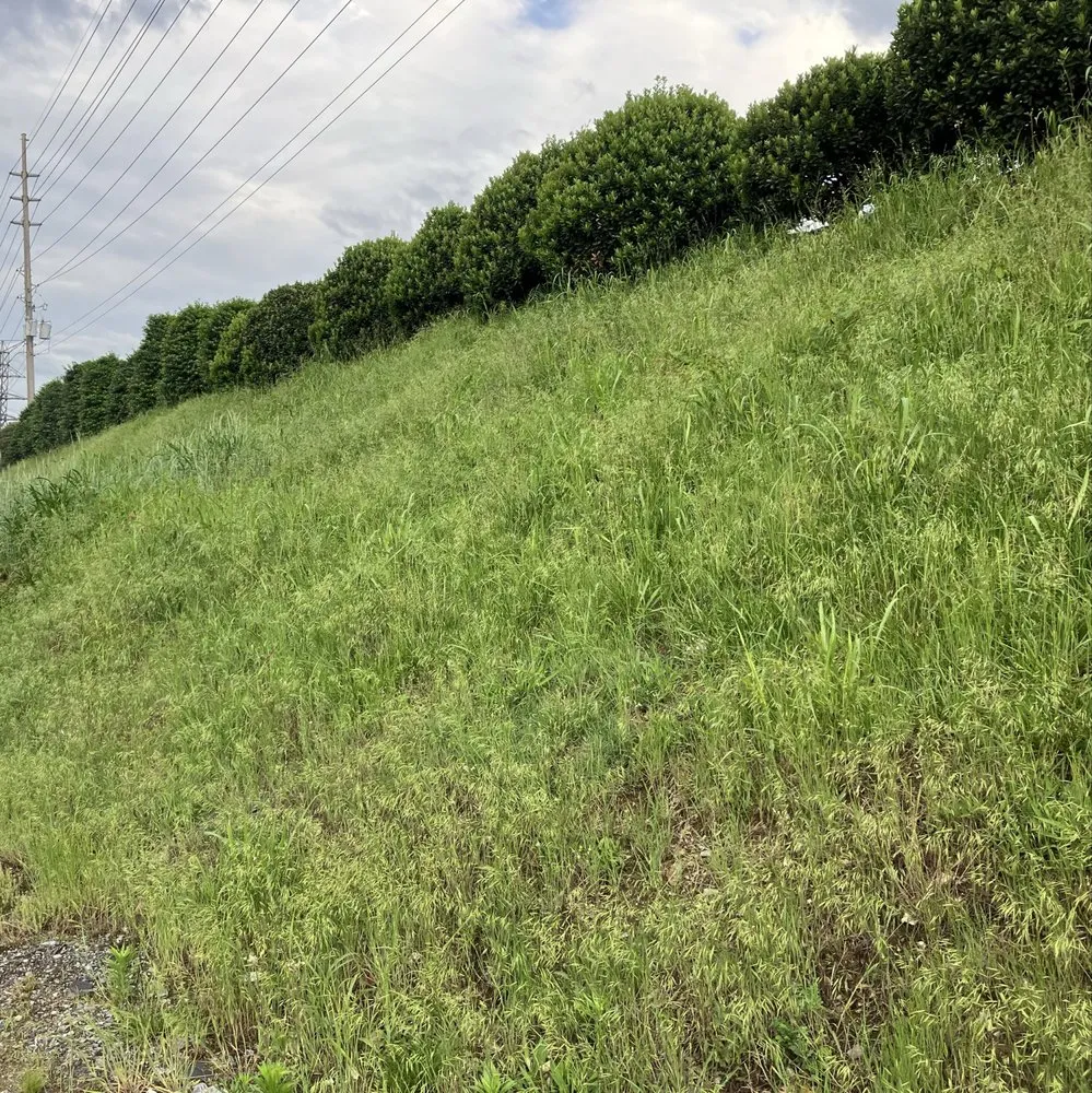 Professional yard maintenance in Thaxton, VA - MXG Lawn Care