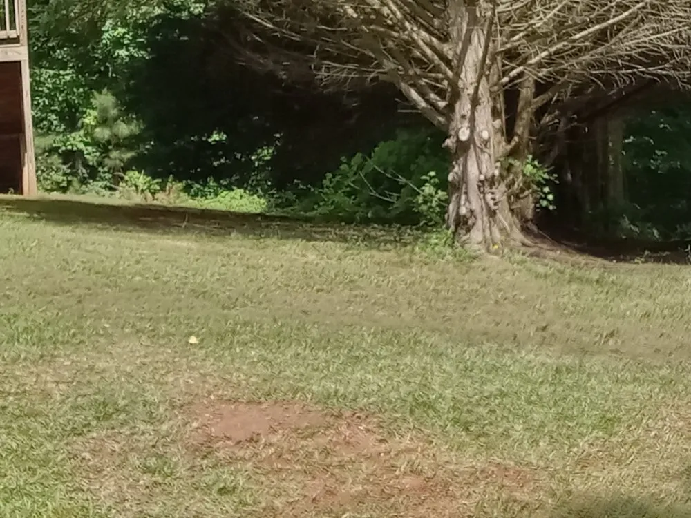 Custom lawn mowing service for beautiful yards across Sanford, NC - My 7 kids Mowing and more