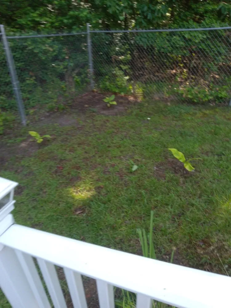 Top-rated lawn care service for year-round maintenance in Sanford, NC by My 7 kids Mowing and more