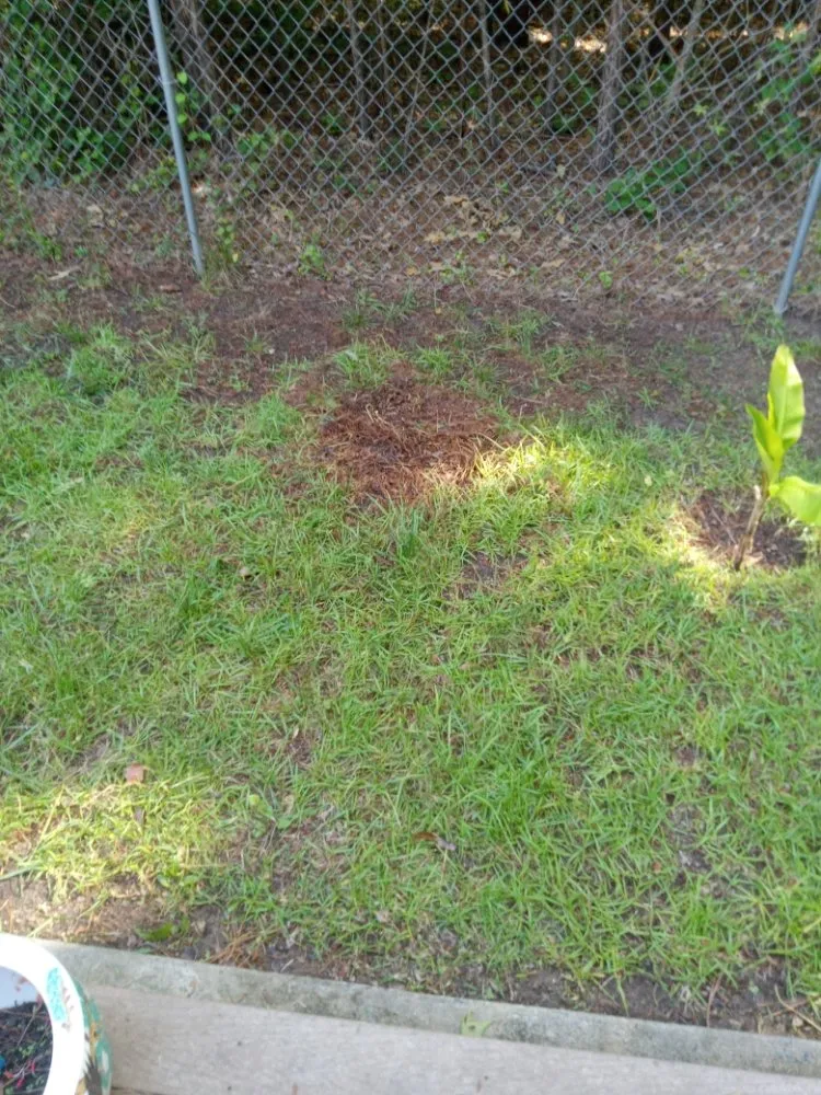 Trusted lawn mowing service in Sanford, NC - My 7 kids Mowing and more