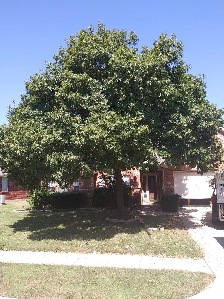 Top-rated outdoor landscaping for year-round maintenance in Lewisville, TX by My City Farmers