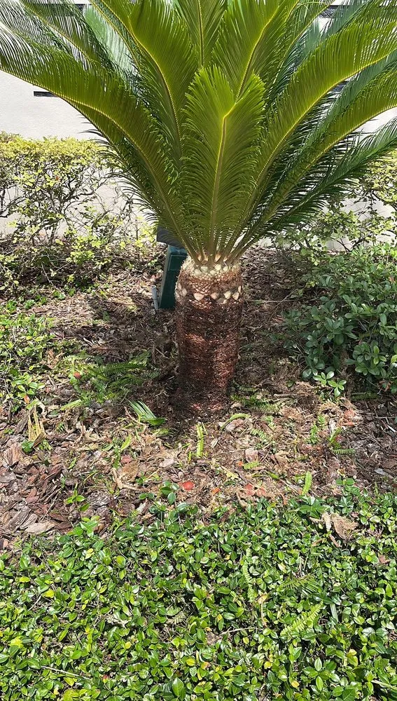 Top-rated lawn care service in Port Richey, FL by My Easy Landscaping