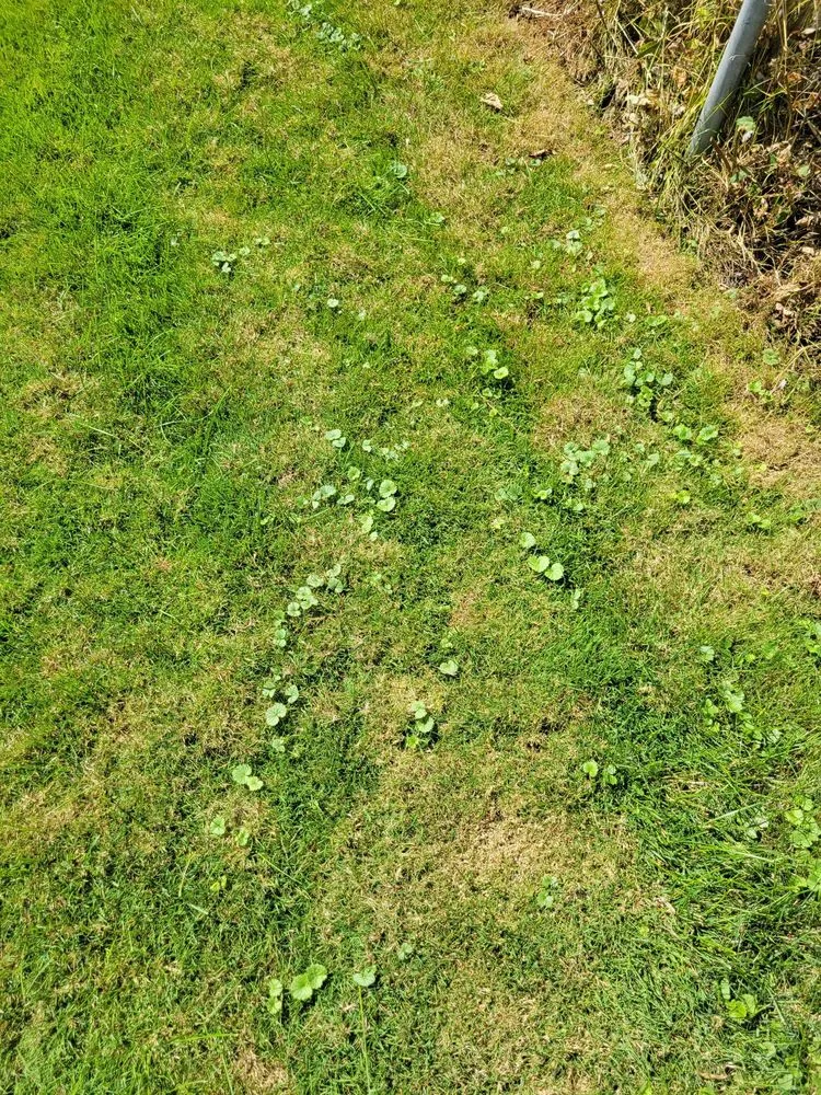 Professional lawn mowing service experts serving Plymouth, MI - My Fertilizing Company