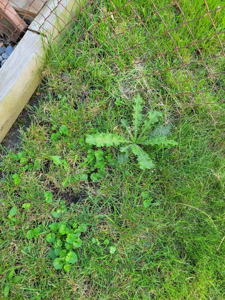 Reliable lawn mowing service in Plymouth, MI by My Fertilizing Company