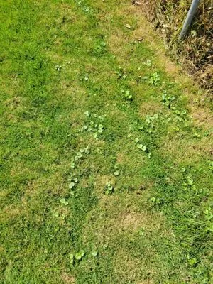 My Fertilizing Company Logo