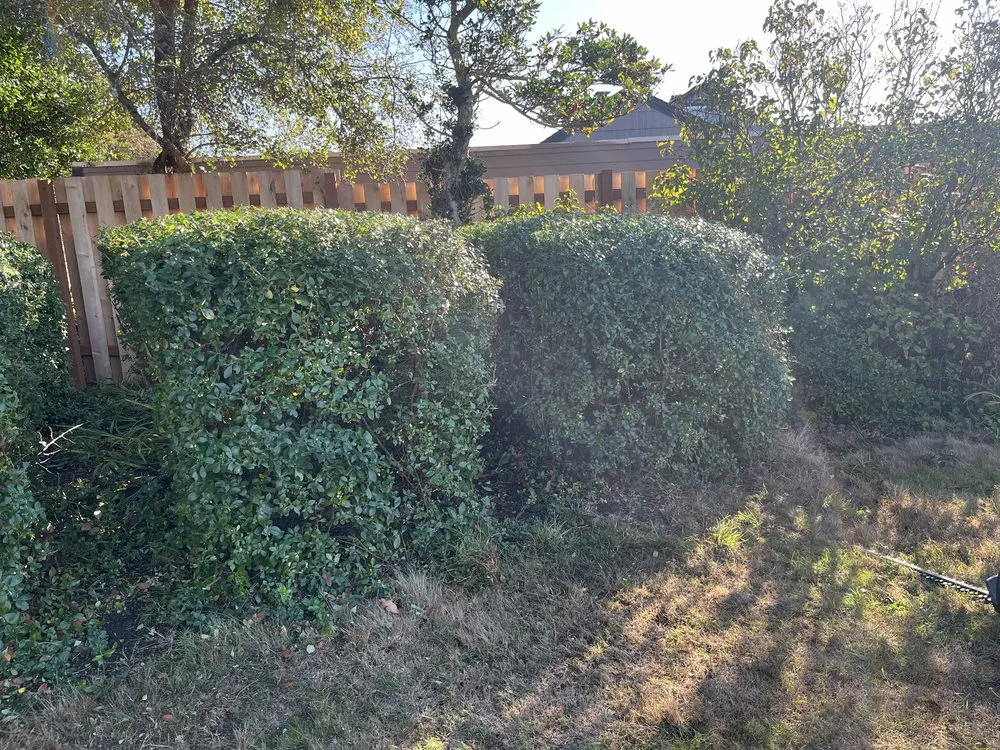 Trusted yard cleanup service experts serving Newport, OR - My Friend Benito Garcia Services