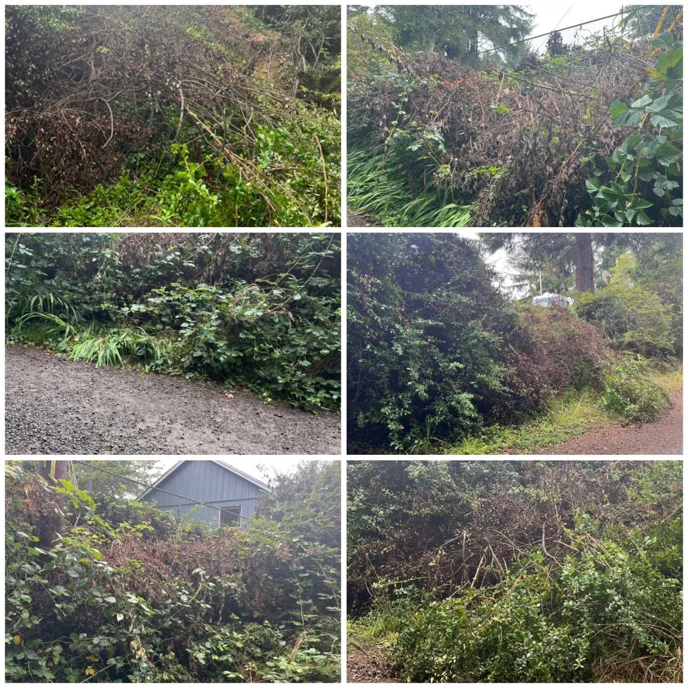 Top-rated landscaping services for outdoor upgrades across Newport, OR - My Friend Benito Garcia Services